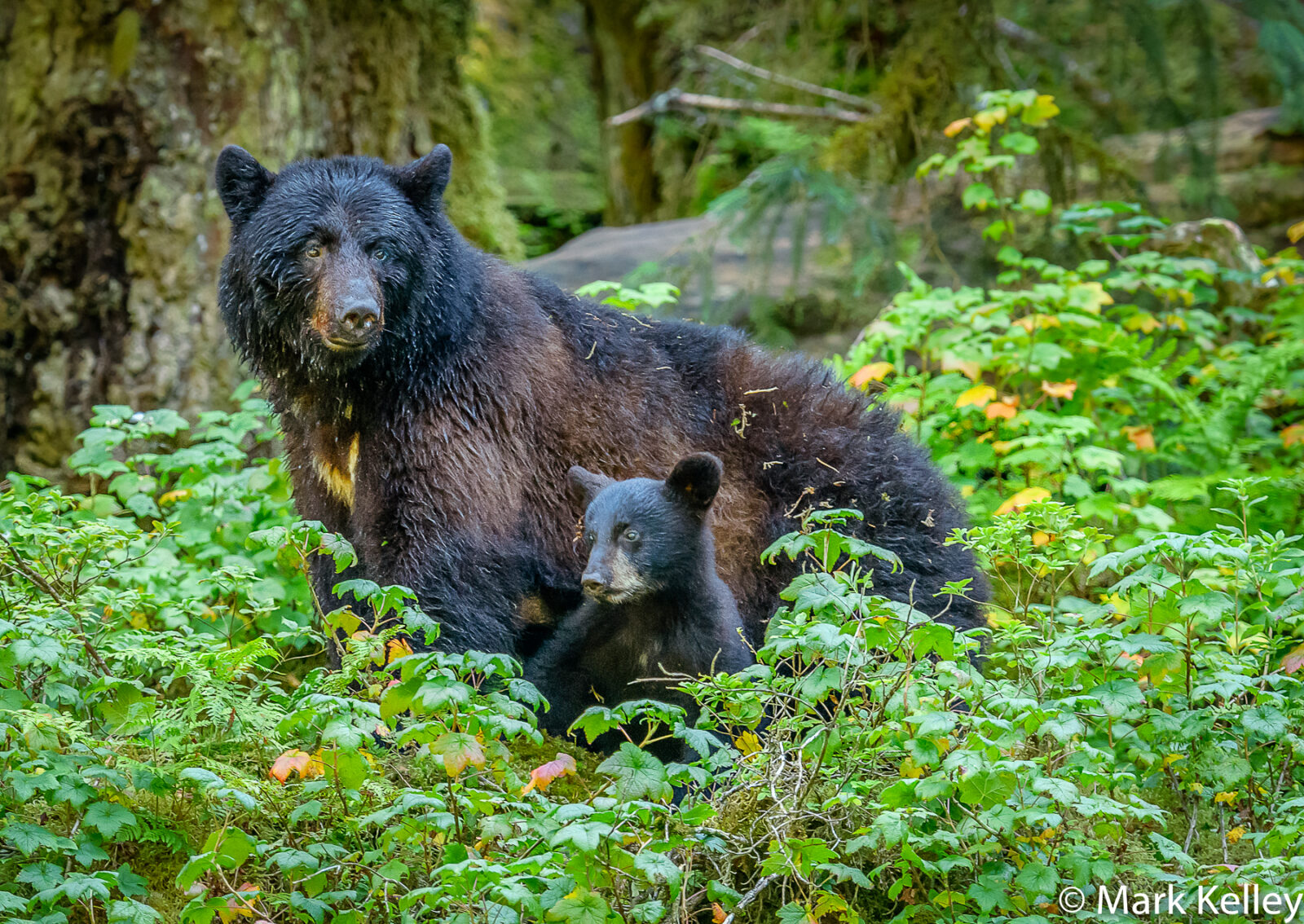 Black Bears, Anan Creek, Alaska #3071