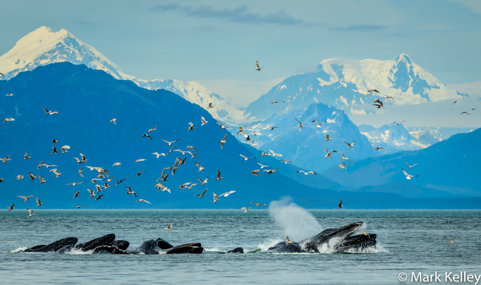 Humpback Whales, Point Adolphus, Alaska #3070