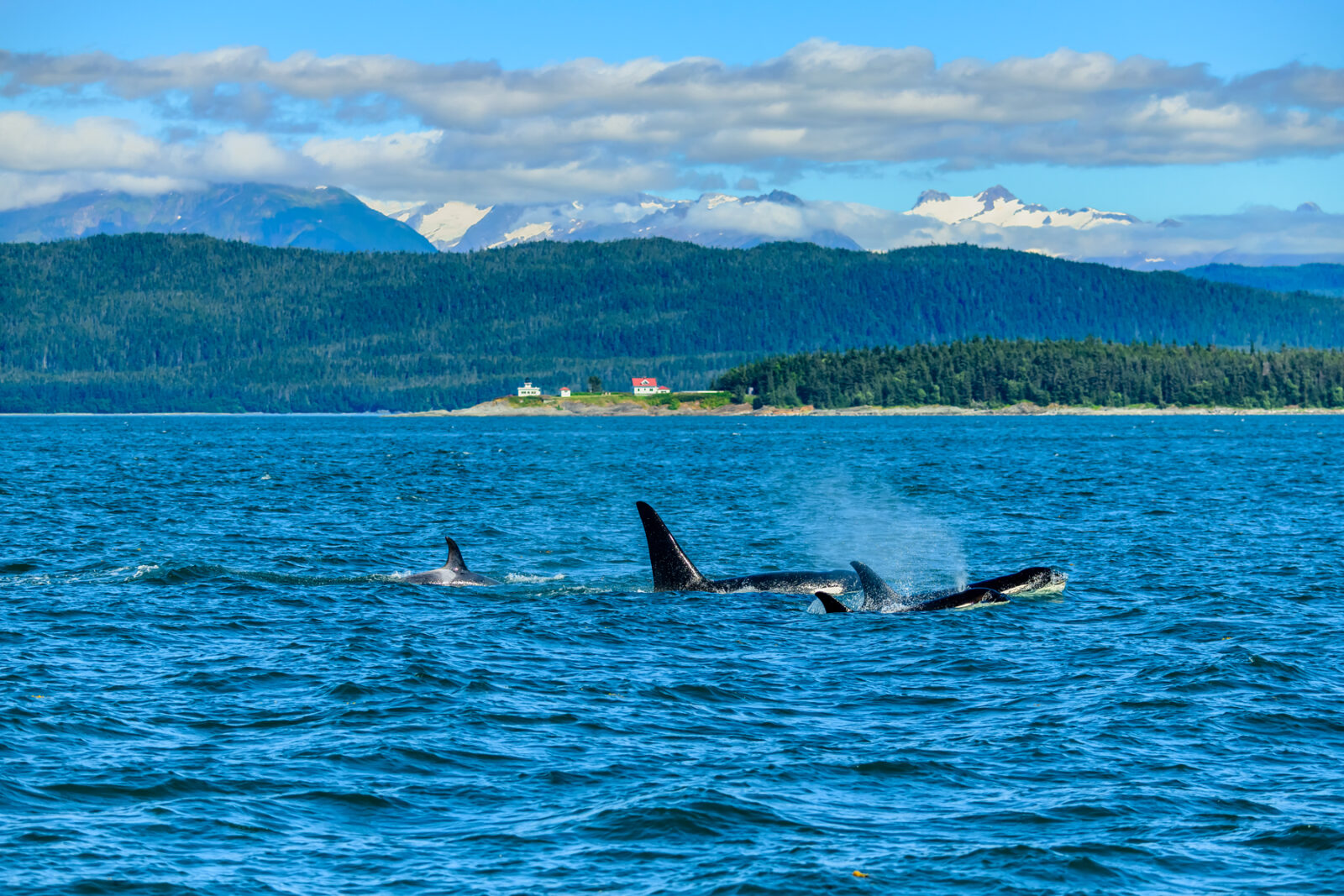 Killer Whales, Point Retreat, Juneau,  Alaska  #3072
