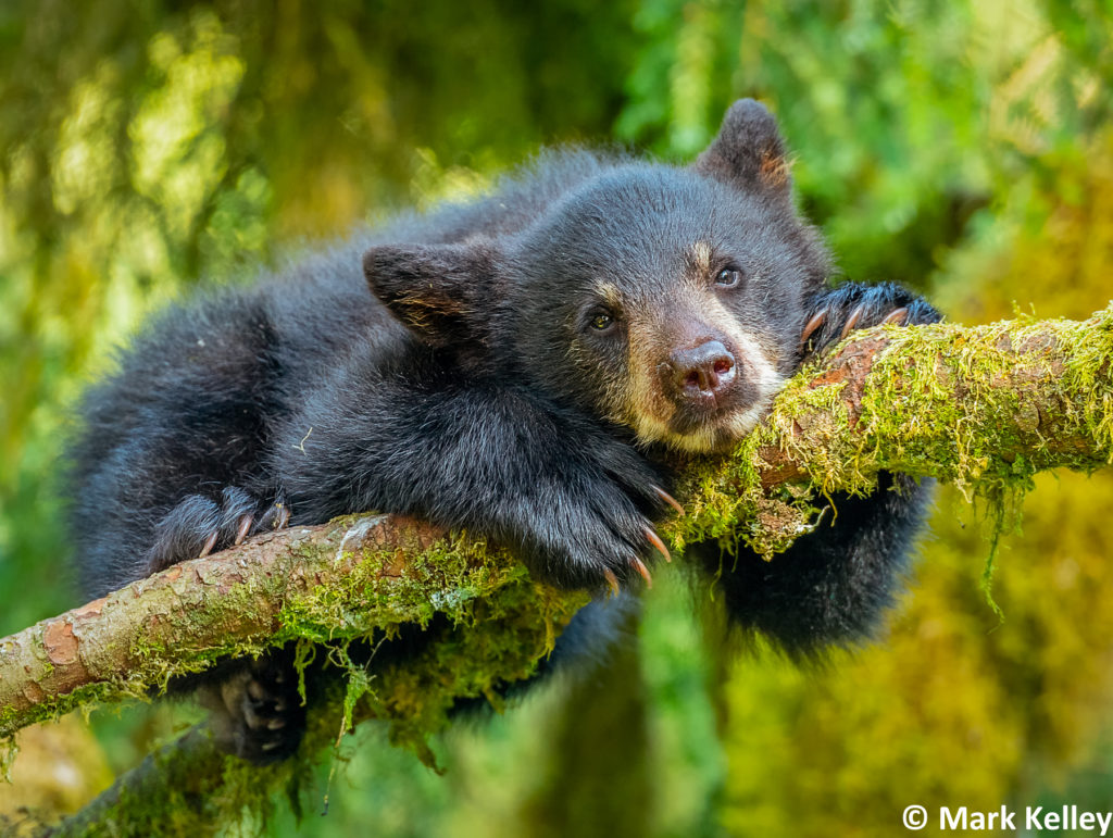 Black Bear Cub, Anan Creek, Alaska #3069