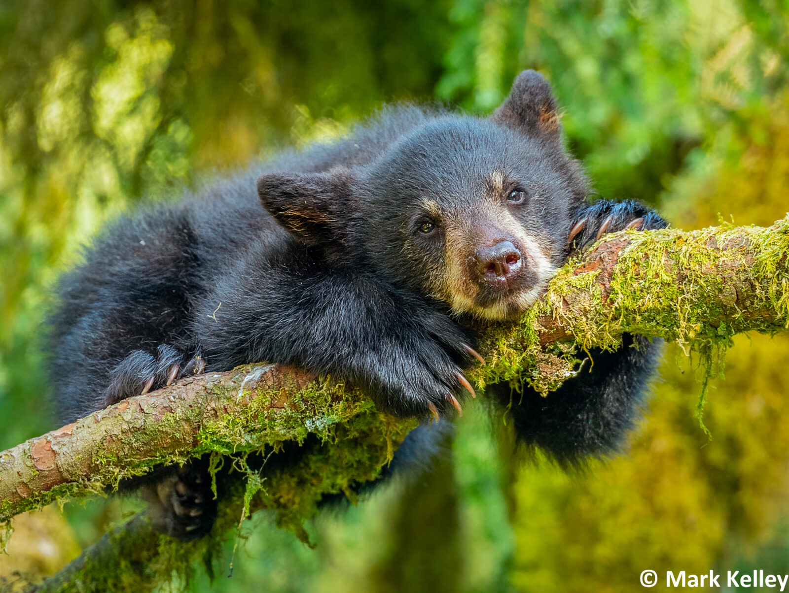 Black Bear Cub, Anan Creek, Alaska  #3069