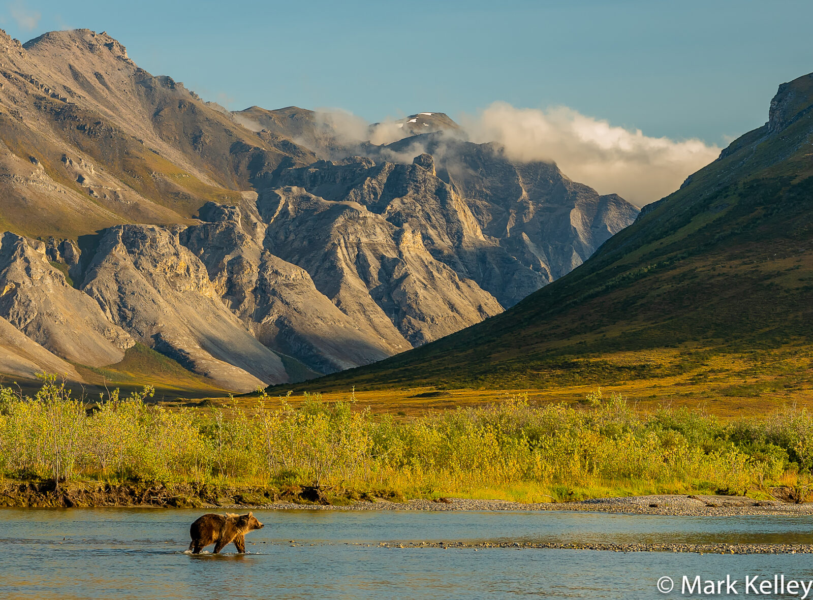 Grizzly Bear, Gates of the Arctic NP, Alaska #3073