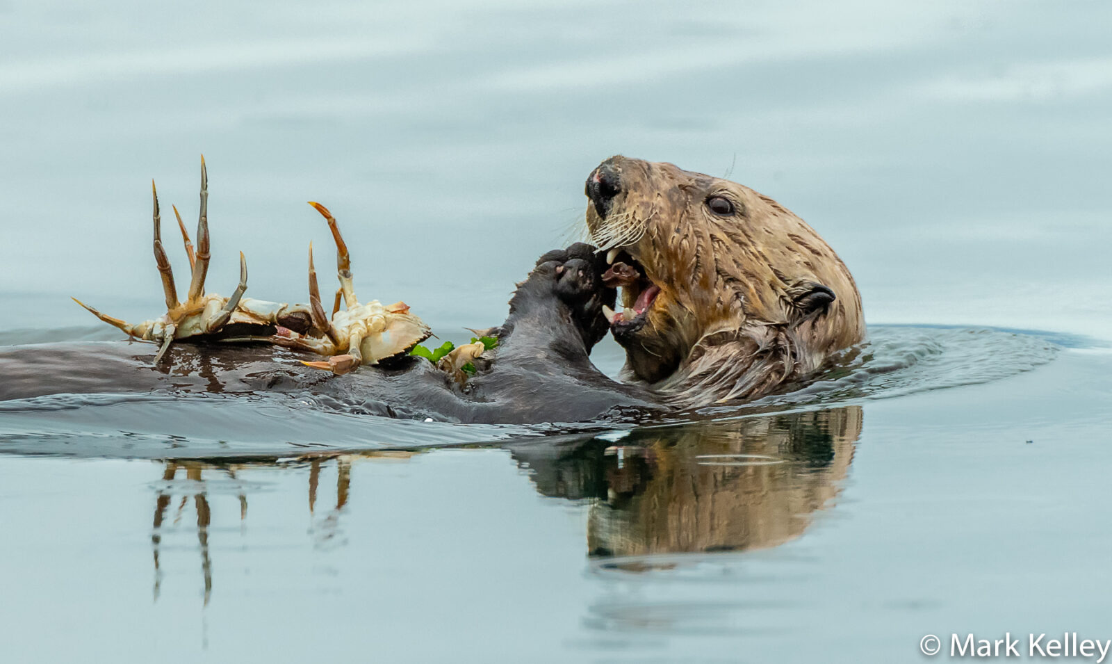 Sea Otter, Icy Strait, Alaska #3074
