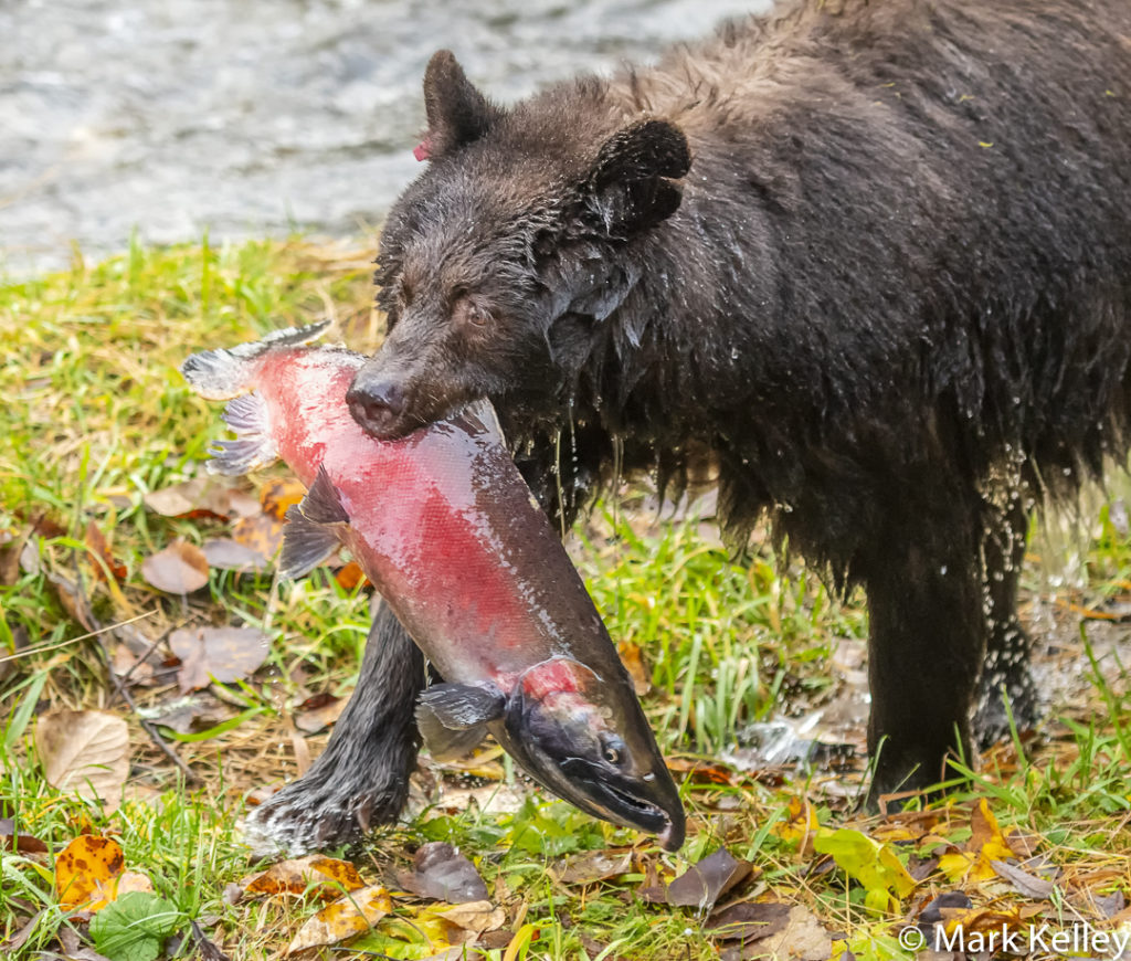 Black Bear, Mendenhall Glacier, Juneau, AK #3080 | Mark Kelley