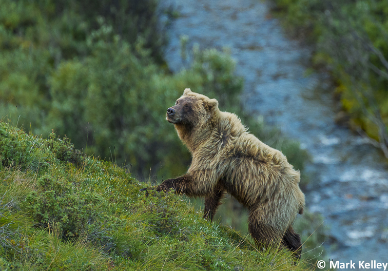 Grizzly, Denali National Park, Alaska  #3077
