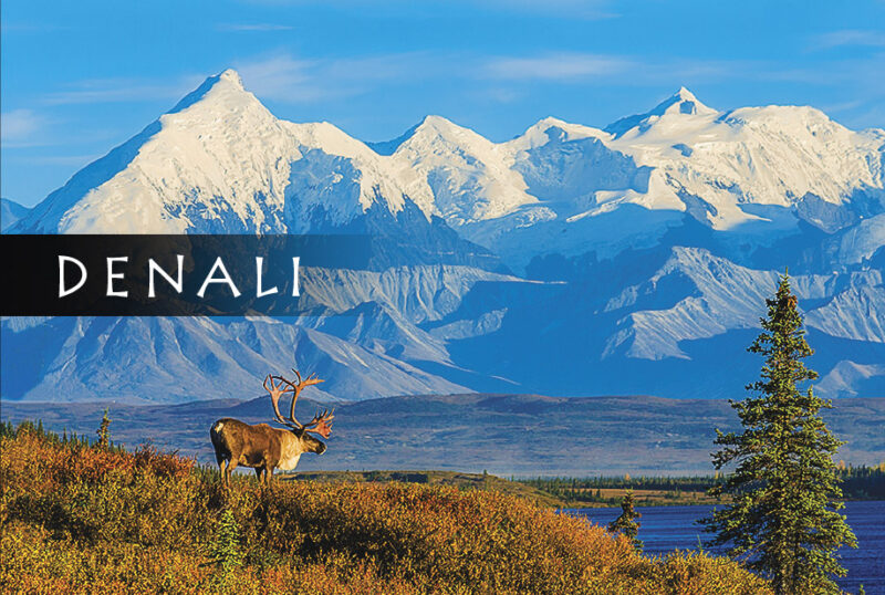 Alaska Range Caribou - Magnet