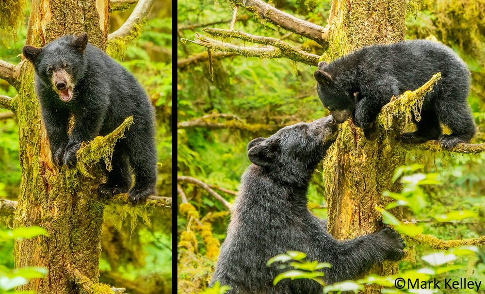 Black Bears, Anan Creek, Alaska #3086