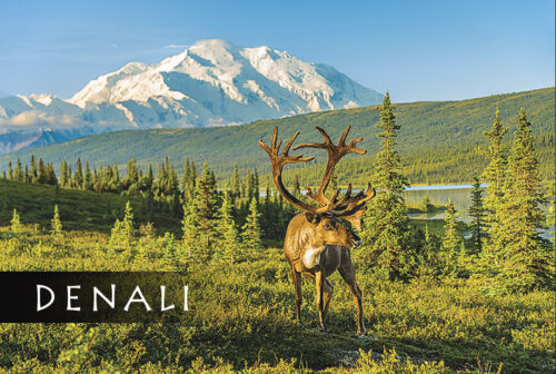 Denali Large Caribou - Magnet