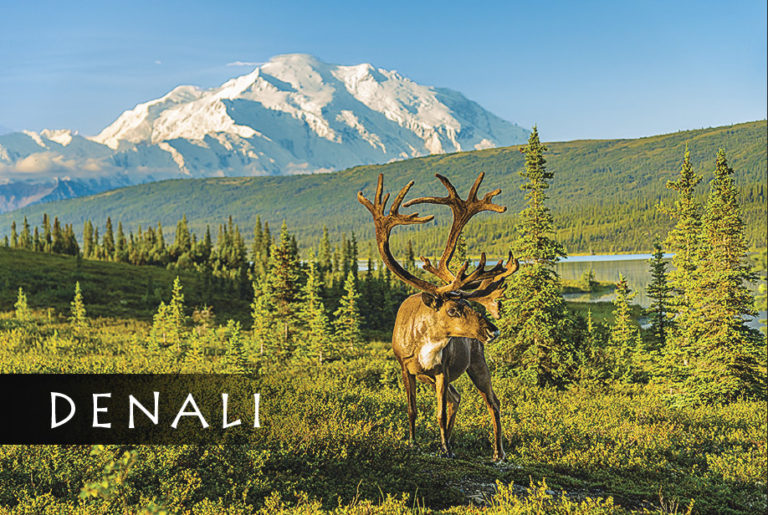 Denali Large Caribou – Magnet