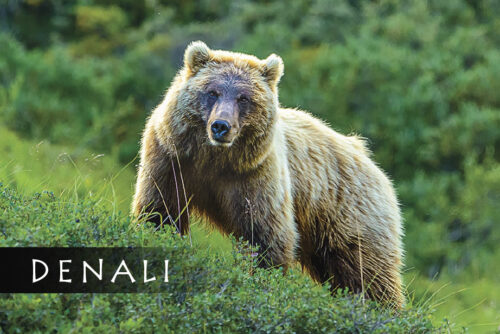 Denali Grizzly - Magnet