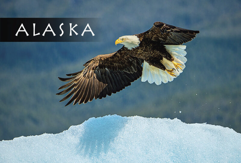 Eagle - Magnet
