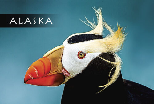 Puffin Close Up - Magnet