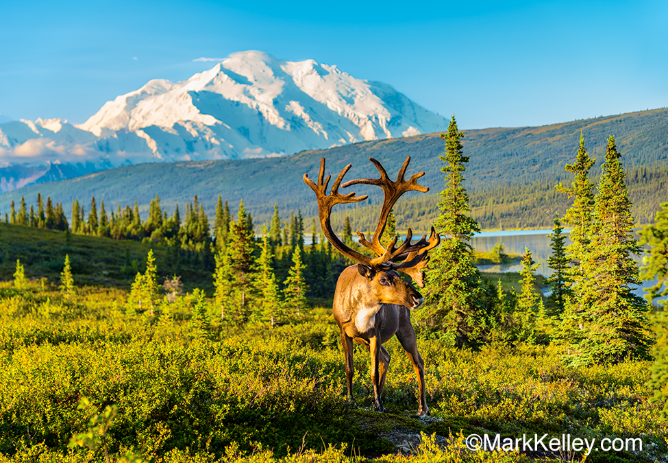 Caribou Denali National Park Alaska 3097 Mark Kelley Photography Caribou Denali National Park Alaska 3097 Mark Kelley Photography