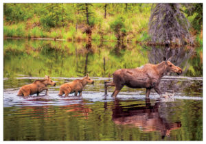 Moose Family – Note Card 985