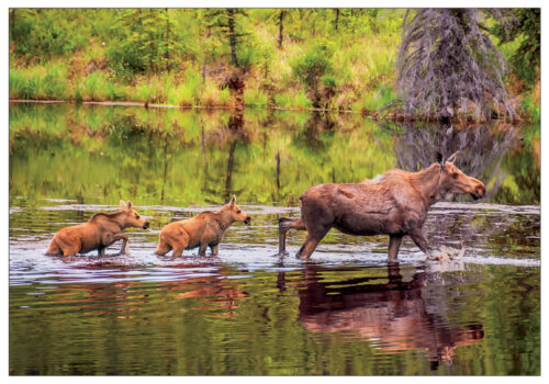 Moose Family - Note Card 985