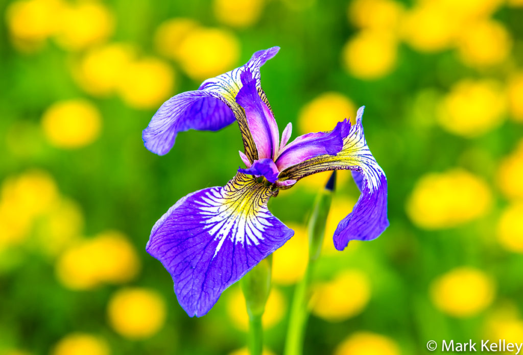 Wild Iris, Point Bridget State Park, Juneau, AK #3105