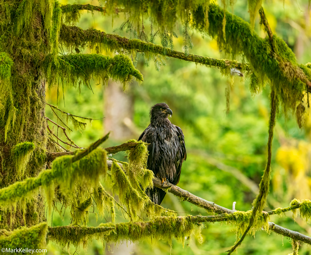 Immature Bald Eagle, Anan Creek, Alaska #3112