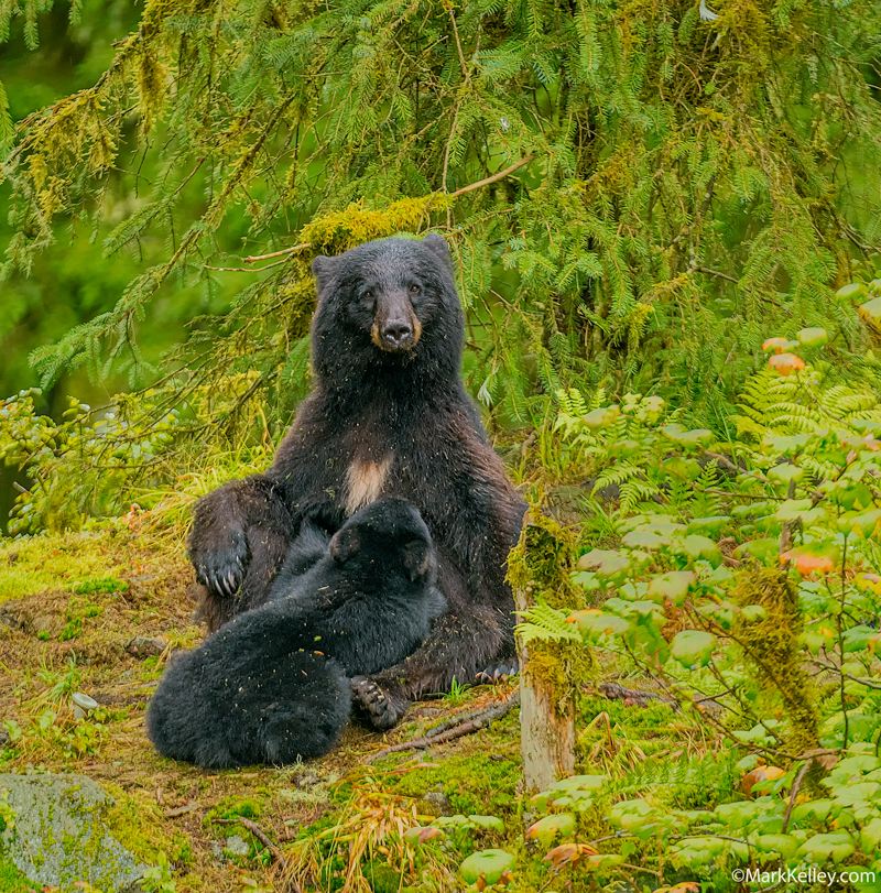 Black Bears, Anan Creek, Wrangell, AK #3110