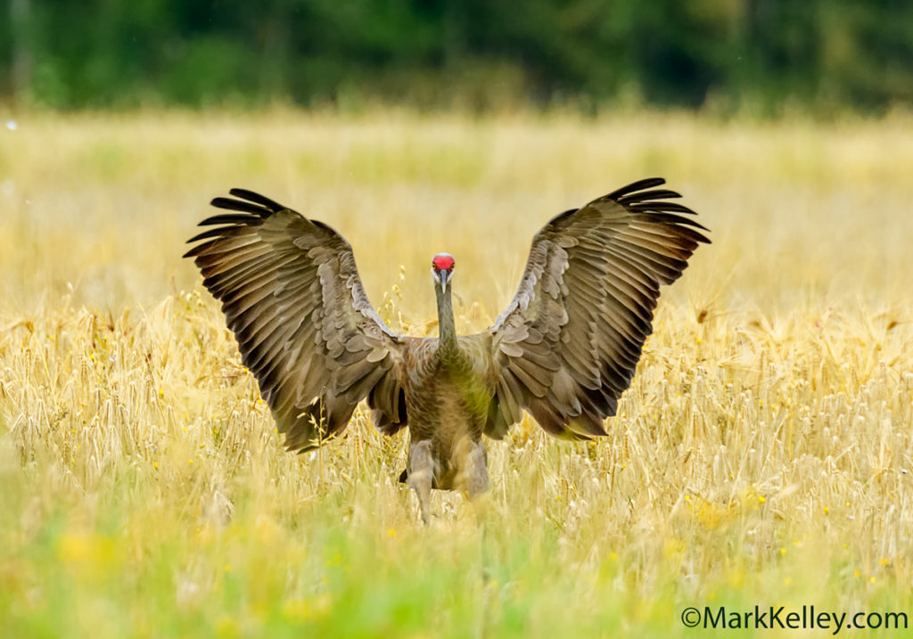 Sandhill Crane, Fairbanks, Alaska #3113
