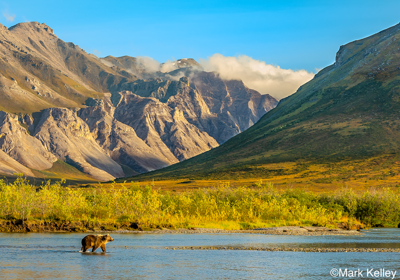 Grizzly bear by Alaskan Photographer Mark Kelley