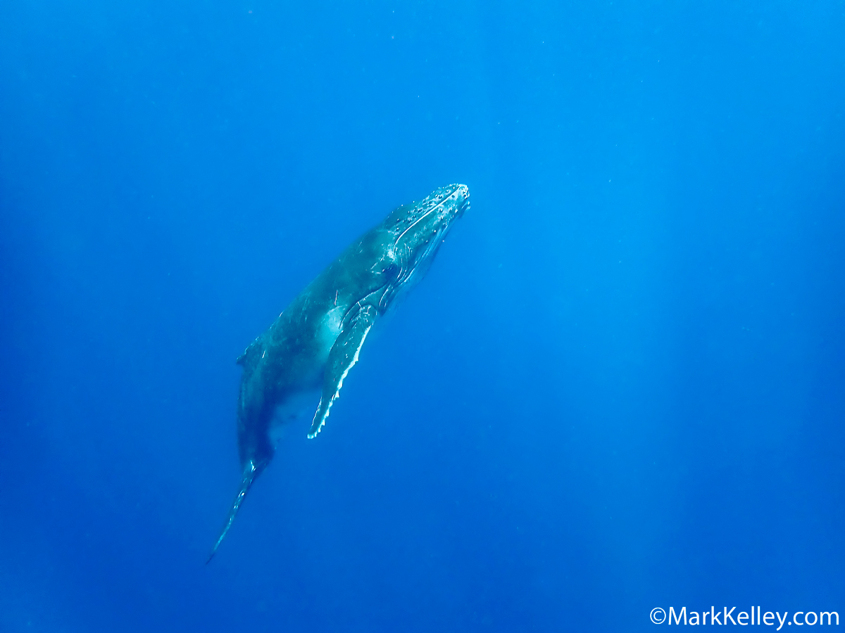Humpback_Whale_Mark_Kelley_20190923_Tonga_159-188 Humpback whale in Tonga by Alaskan Photographer Mark Kelley