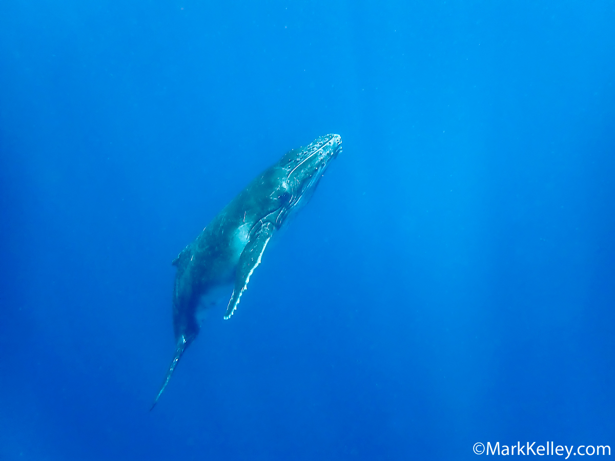 Humpback whale in Tonga by Alaskan Photographer Mark Kelley