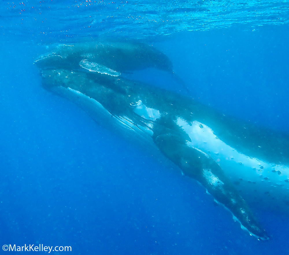 Humpback whale and calf in Tonga by Alaskan Photographer Mark Kelley
