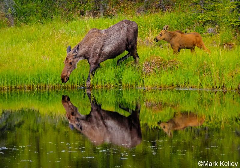 Cow and Calf Moose, Denali National Park, Alaska #3124