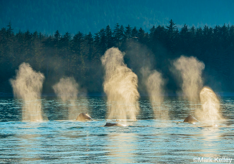 Humpback Whales, Juneau, Alaska #3128