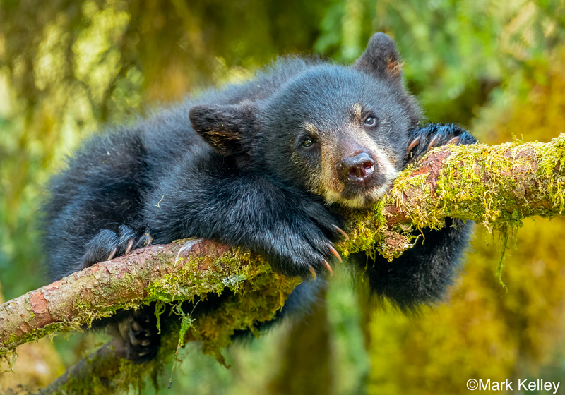 Black Bear Cub, Anan Creek, Alaska #3130