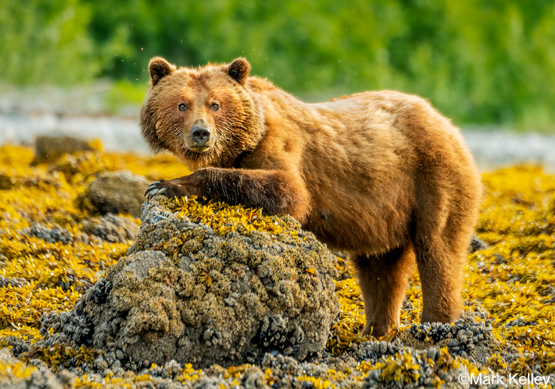 Coastal Brown Bear, Glacier Bay National Park, AK #3129
