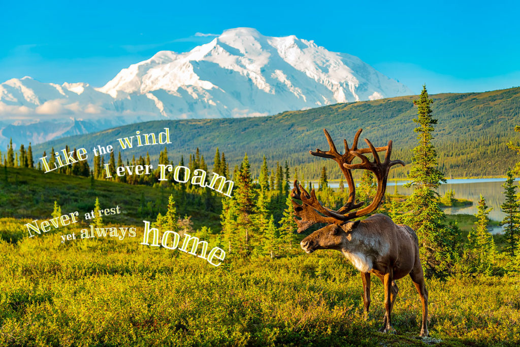 Caribou and Denali, Alaska #3135
