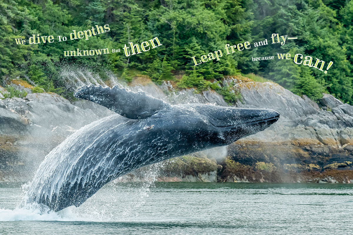 Humpback Whale, Alaska #3133