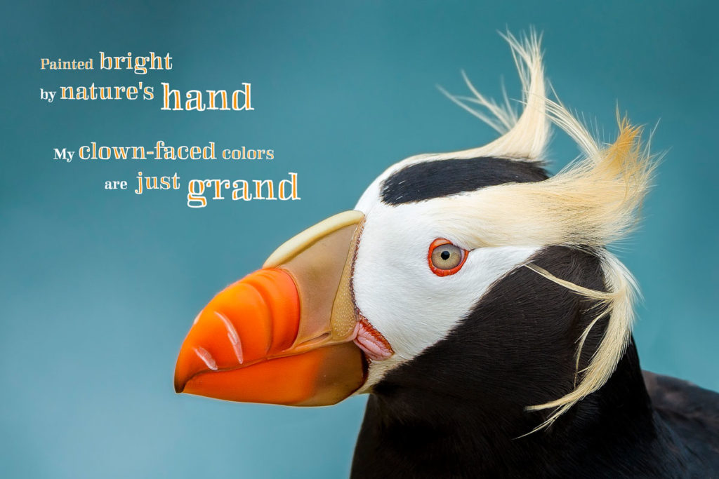 Tufted Puffin, Alaska #3134