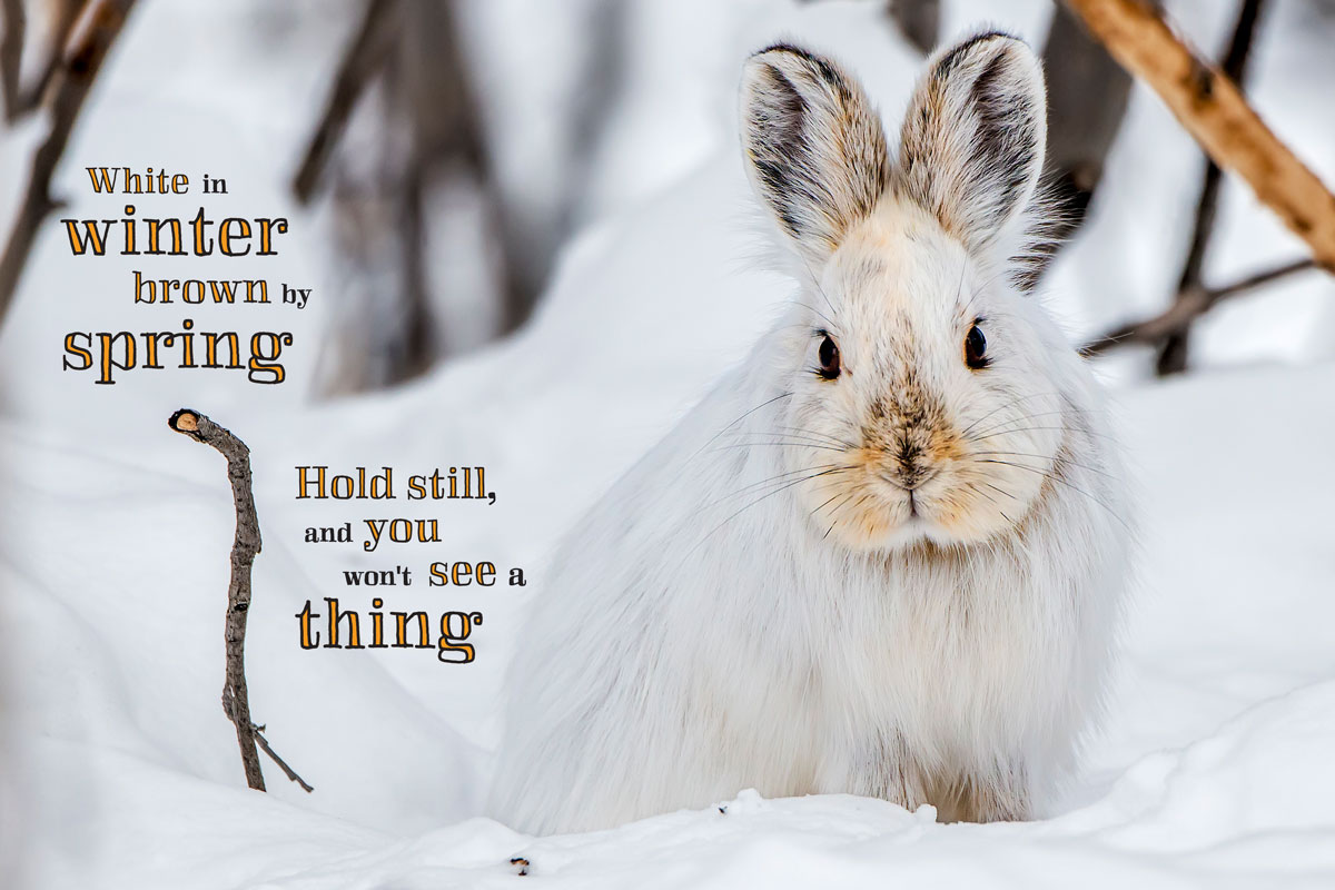Snowshoe Hare, Alaska #3336
