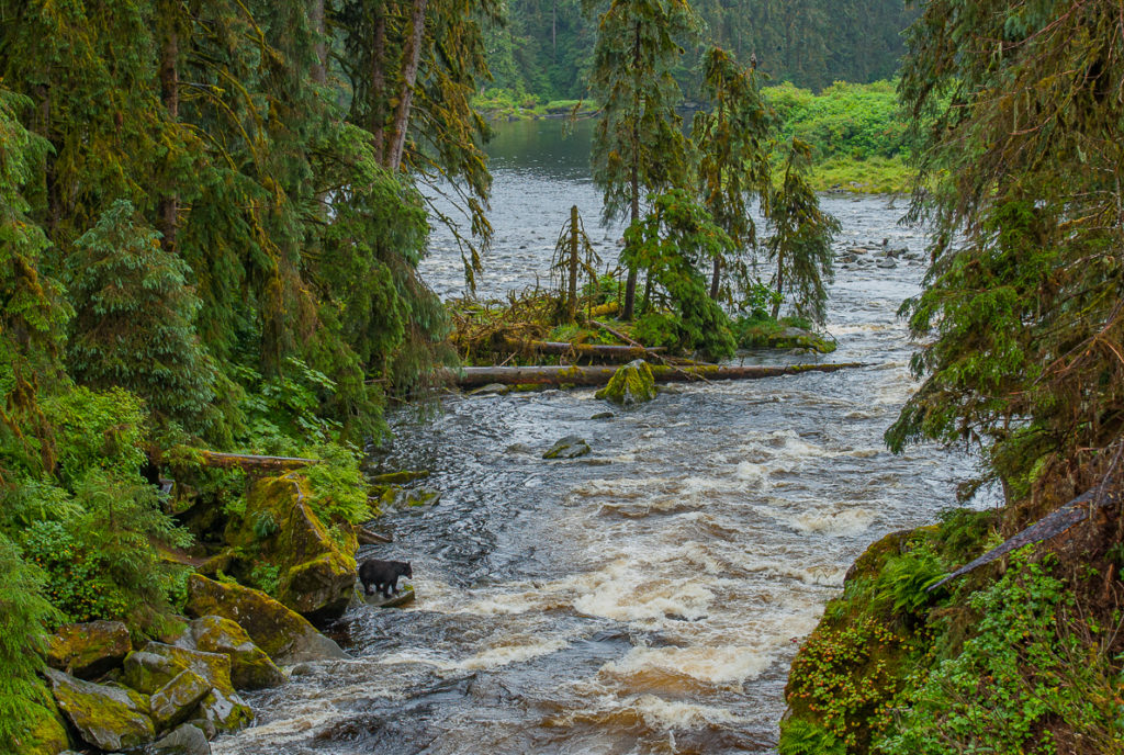 Photo Contest Winner, Anan Bears, Alaska #3444
