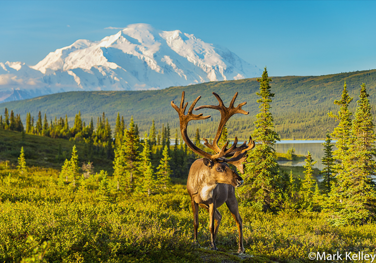 Caribou, Wonder Lake, Denali NP, Alaska #3369