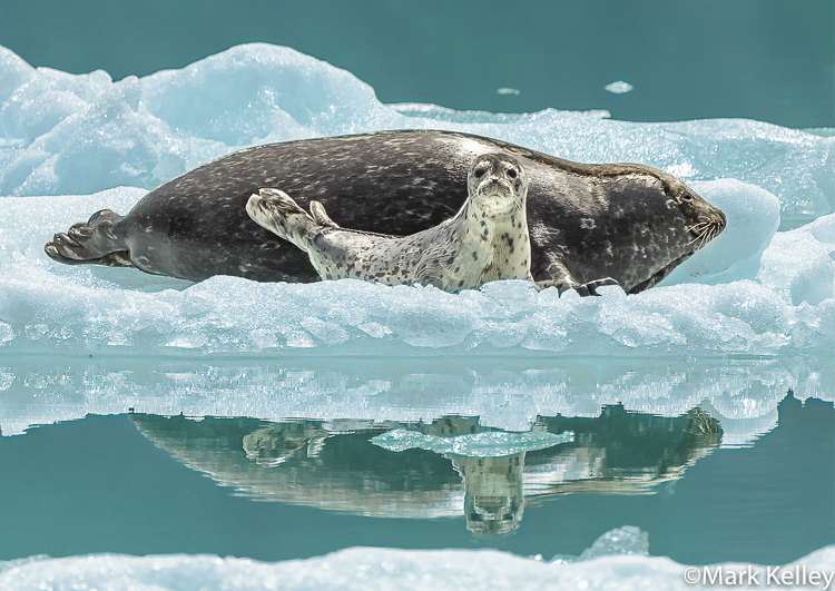 Harbor Seals, Tracy Arm, Alaska #3371