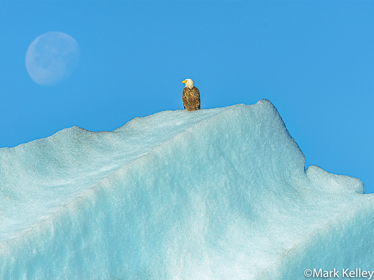 Bald Eagle, Iceberg, Holkham Bay, Tracy Arm, AK #3380