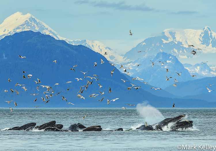 Humpback Whales, Icy Strait, Alaska #3364