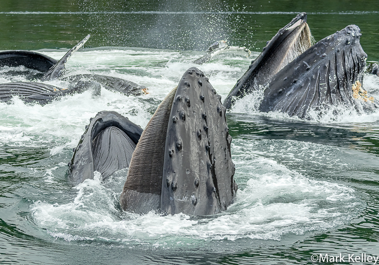 Humpback Whales, Admiralty Island, Alaska #3370