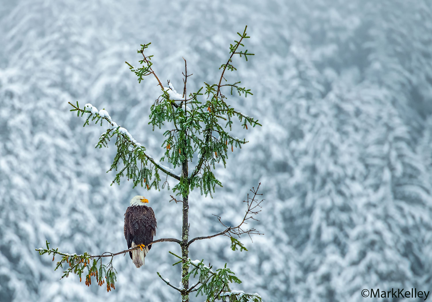 Bald Eagle, Juneau, Alaska #3338