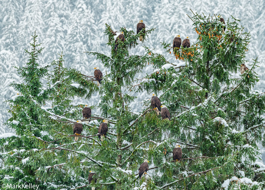 Bald Eagle, Juneau, Alaska #3339