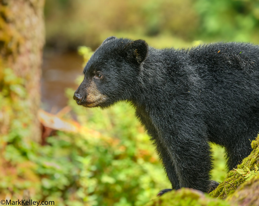 Bear Cub, Anan Creek, Alaska #3344