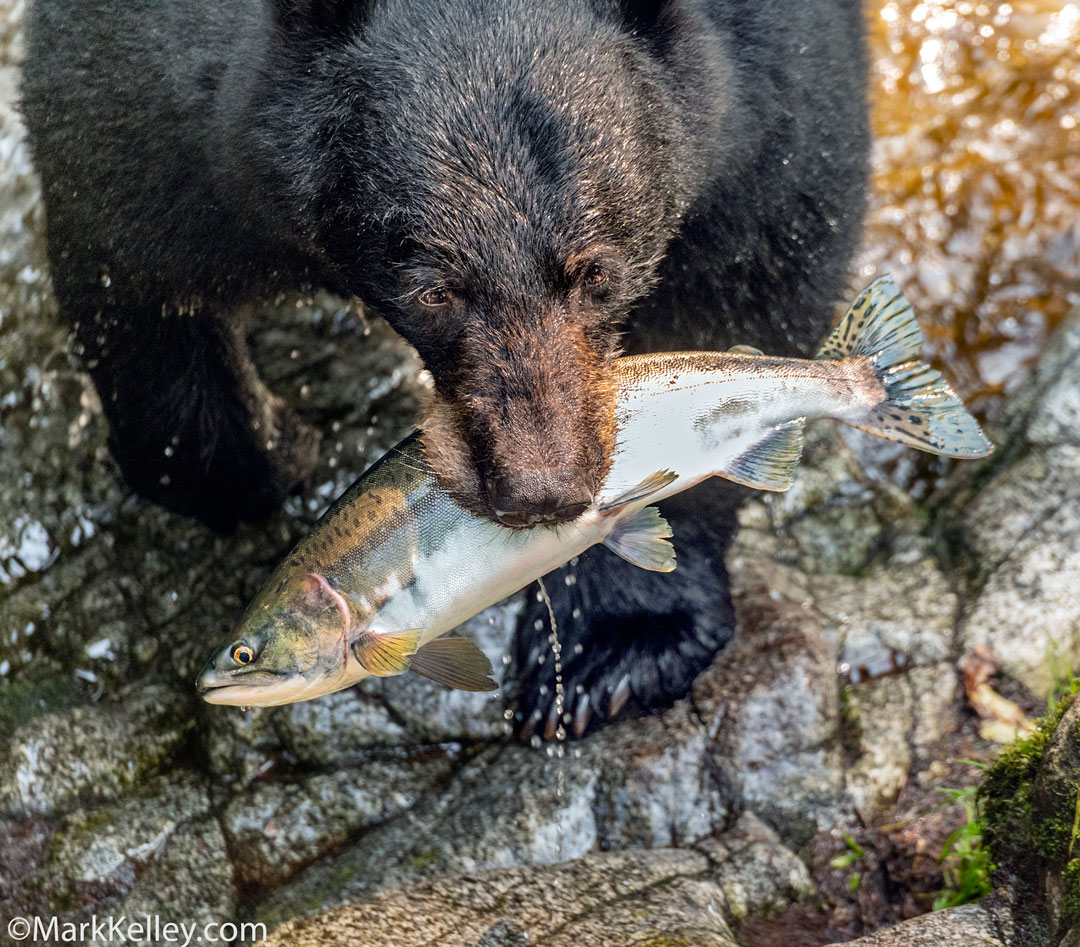 Black Bear, Anan Creek, Alaska #3342