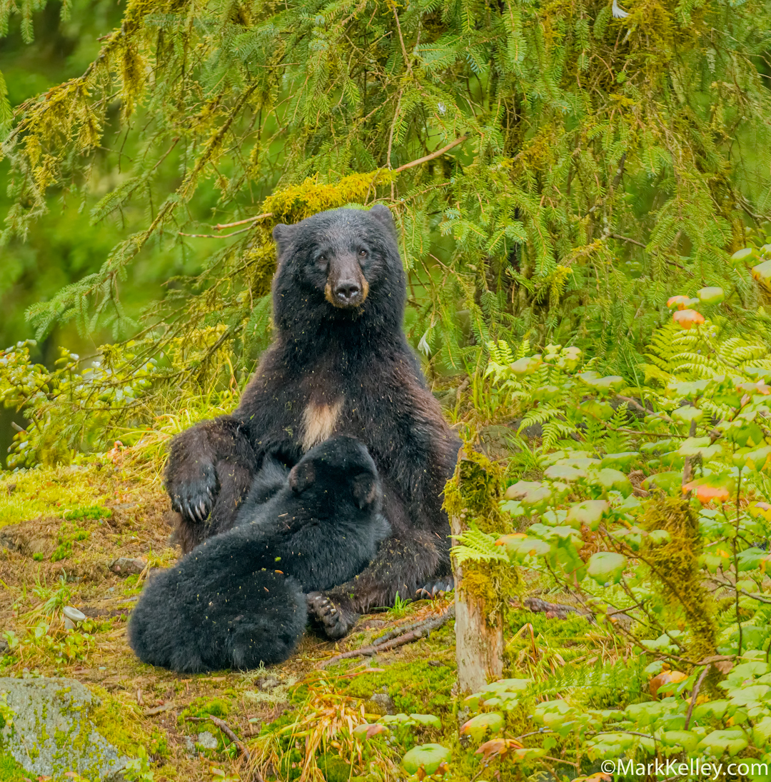 Black Bear and Cub, Anan Creek, Alaska #3343