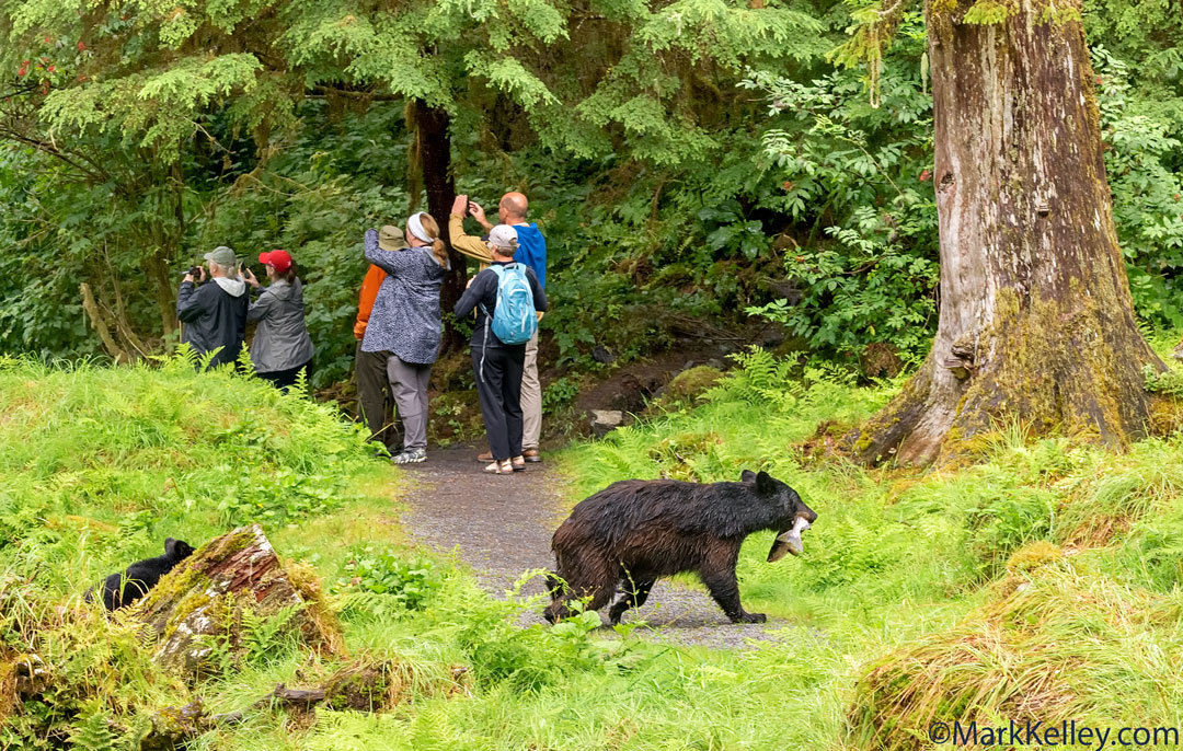 Black Bear, Anan Creek, Alaska #3341