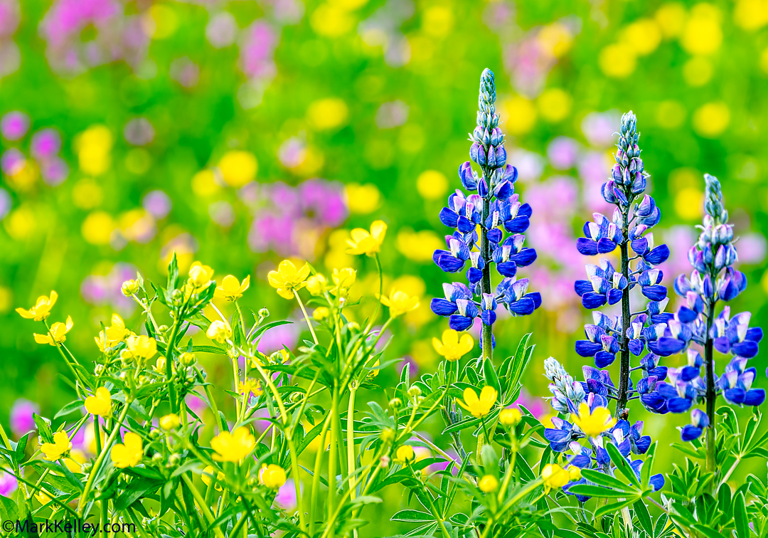 Field of Flowers, Pt Bridget Sate Park, Juneau, AK #3352