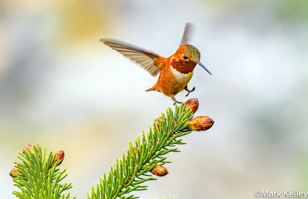 Rufous Hummingbird, Gull Cove, Alaska #3353