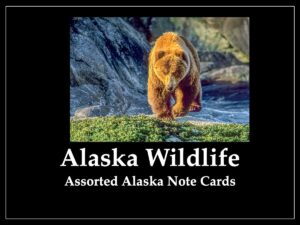 Alaska Wildlife – Assorted Note Cards – 1 Dozen